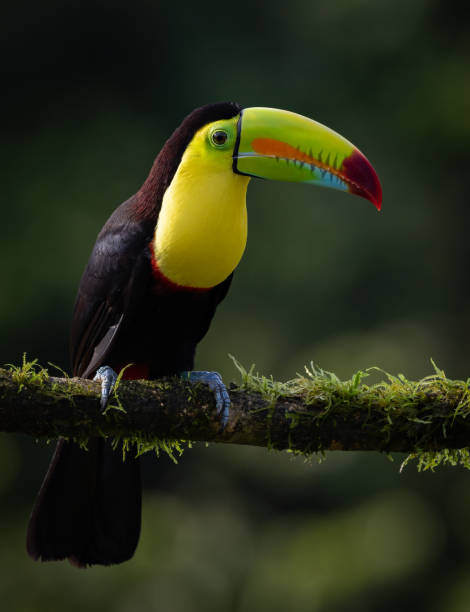 istock Toucan in Costa Rica 1852976910
