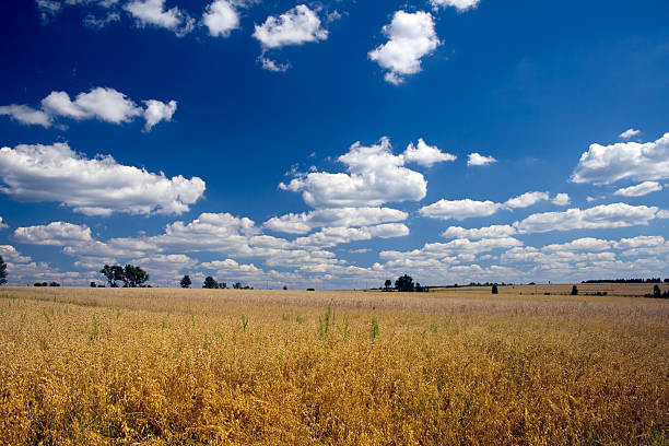 귀리 필드 - oat field plant cirrocumulus 뉴스 사진 이미지