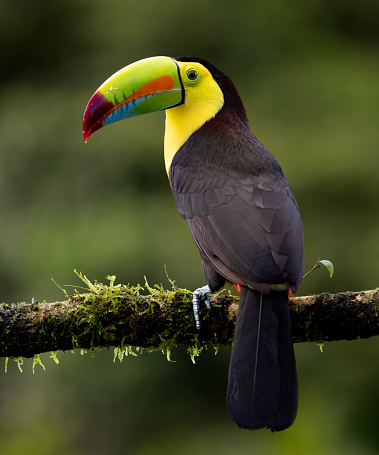 A toucan in the rainforest of Costa Rica