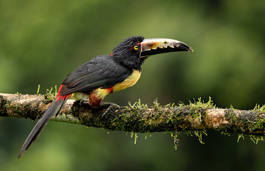 An aracari in the mountains of Costa Rica