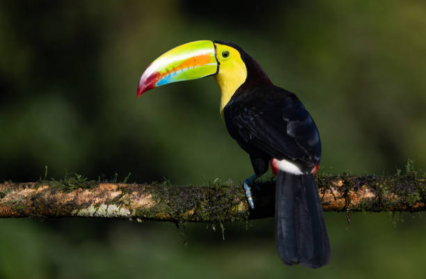 istock Toucan in Costa Rica 1852979002