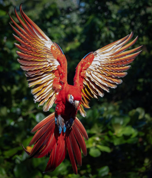 istock Scarlet Macaw in Costa Rica 1852979538