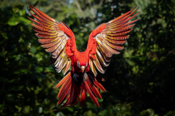 istock Scarlet Macaw in Costa Rica 1852979539