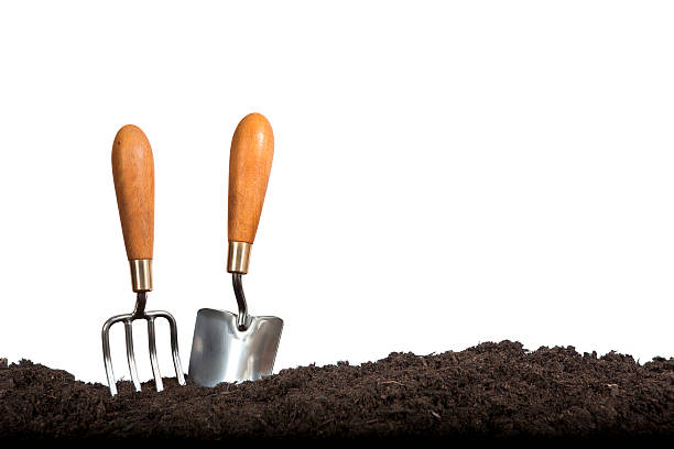 Gardening Hand Tools on White Background Gardeners' hand fork and trowel set in compost on white background. garden fork stock pictures, royalty-free photos & images