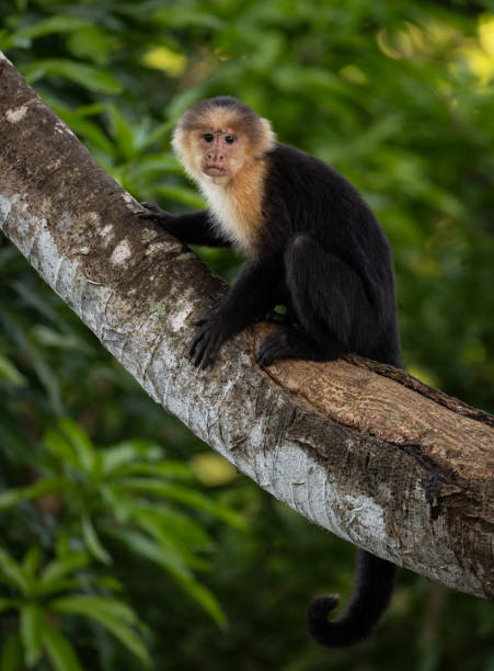 istock White Faced Capuchin Monkey in Costa Rica 1852980586