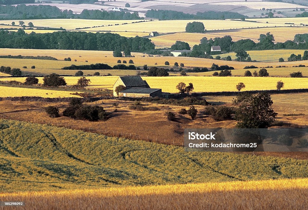 agricoltura - Foto stock royalty-free di Agricoltura