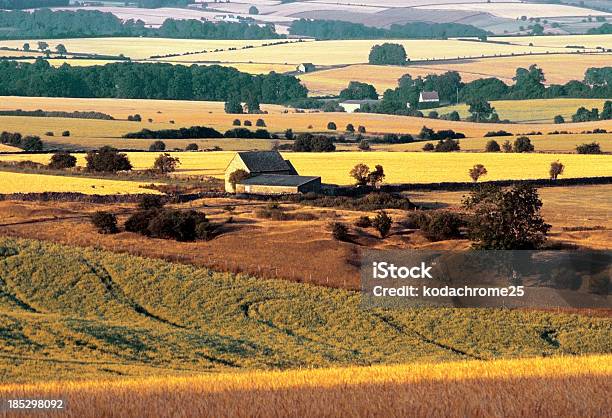 Agricoltura - Fotografie stock e altre immagini di Agricoltura - Agricoltura, Albero, Alimentazione sana