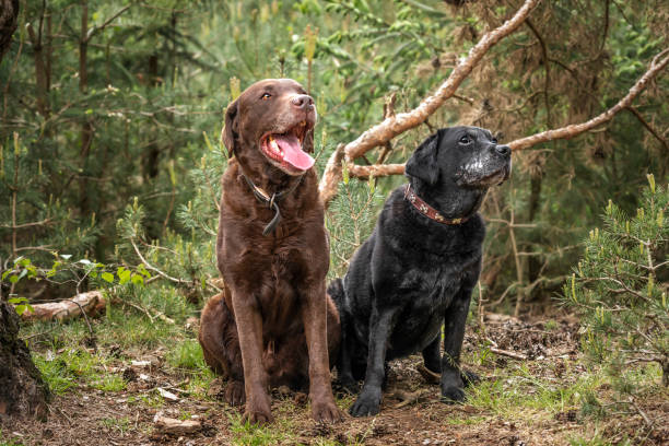 istock Black and Brown Labrador looking happy in the forest 1852981025