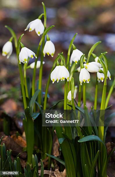 Spring Snowflakes Stock Photo - Download Image Now - Spring Snowflake Flower, Snowdrop, Beauty In Nature