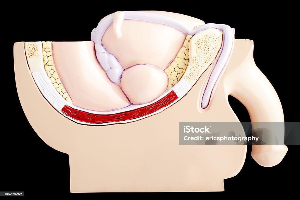 Macho de pelvis - Foto de stock de Pene libre de derechos