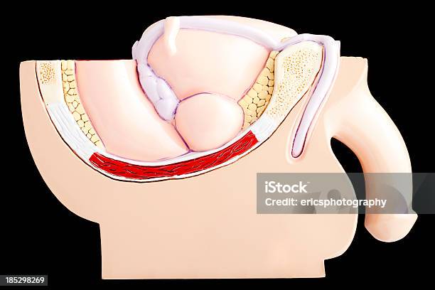 Macho De Pelvis Foto de stock y más banco de imágenes de Pene - Pene, Ciencia, Anatomía