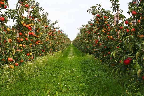 frutteto # 123 - orchard fruit vegetable tree foto e immagini stock