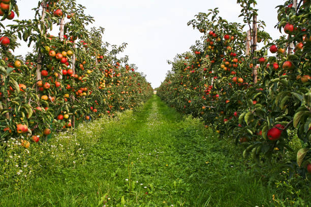 сад # 123 - apple orchard фотографии стоковые фото и изображения