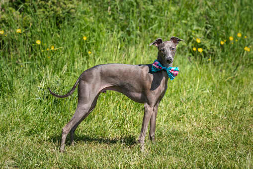 Italian Greyhound Dog - standing in a meadow with a bow tie on in the spring weather