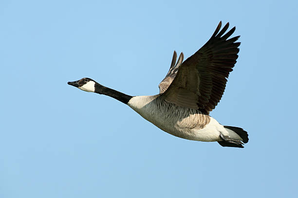 플라잉 캐나다기러기 (branta canadensis - 캐나다기러기 뉴스 사진 이미지