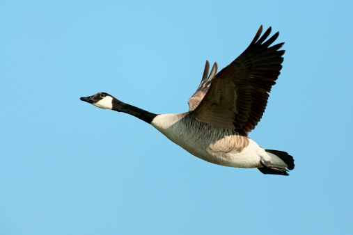 Flying Canada Goose (Branta canadensis).