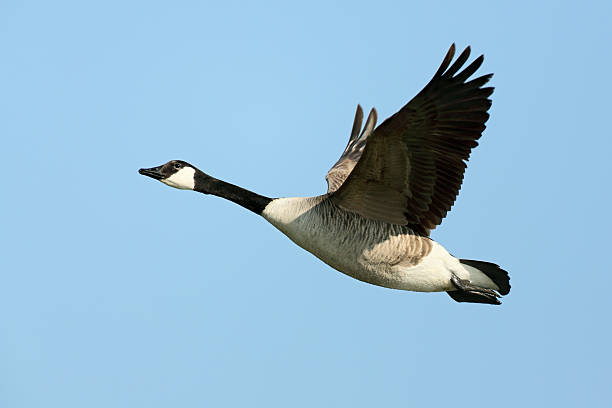 Flying Canada Goose (Branta canadensis) Flying Canada Goose (Branta canadensis). canada goose photos stock pictures, royalty-free photos & images