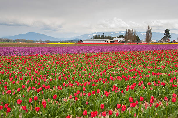 Tulip Fields Blooming in the Skagit Valley The Skagit Valley Tulip Festival is held annually in the spring, April 1 to April 30. During that time the bulb farms burst with color from the many varieties of tulips and daffodils. Visitors come from far and wide to take in the spectacular display. This field of tulips is near the town of Mount Vernon in Washington State, USA. jeff goulden agriculture stock pictures, royalty-free photos & images