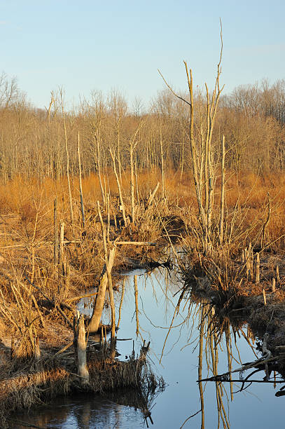 istock Middle Creek Wildlife Area 185299010