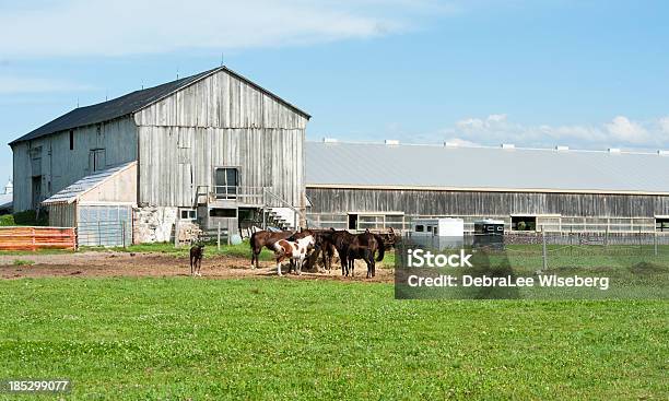 Verde Hierba Y Caballos Foto de stock y más banco de imágenes de Caballo - Familia del caballo - Caballo - Familia del caballo, Escena rural, Establo