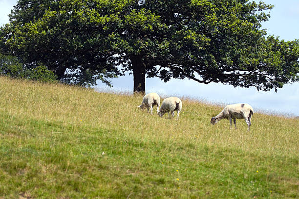 istock Wonderful place for grazing 185299117