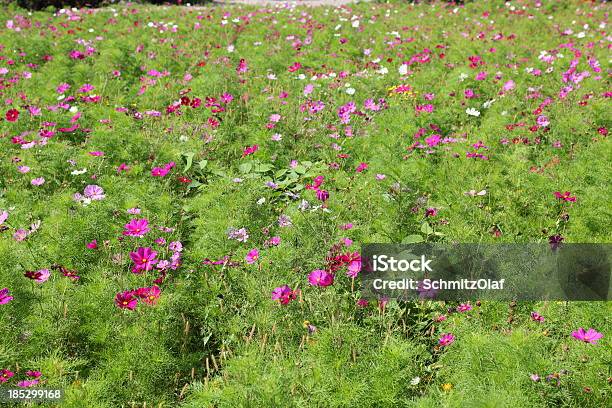 夏の草地 - ケシのストックフォトや画像を多数ご用意 - ケシ, 人物なし, 写真