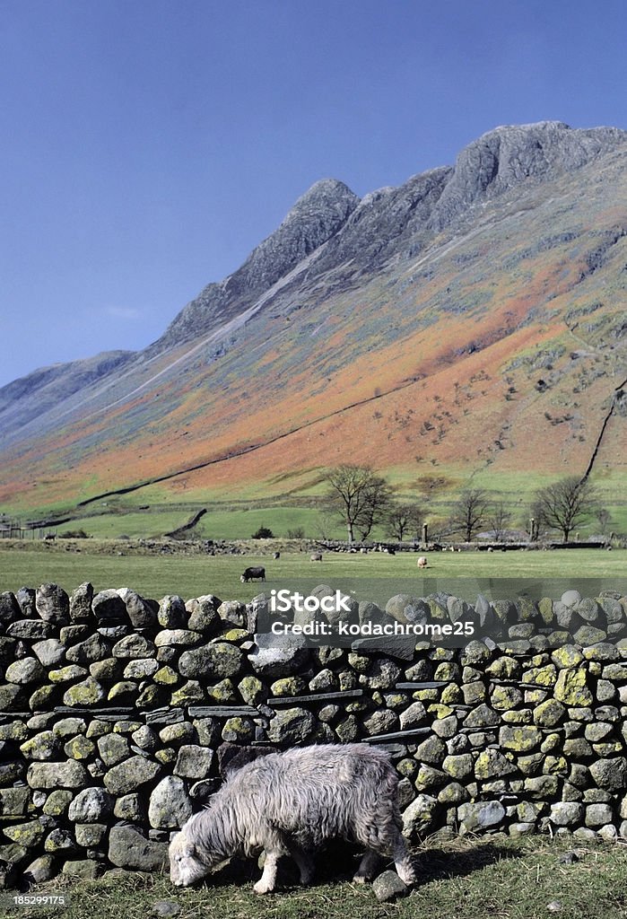 langdale - Foto de stock de Agricultura royalty-free