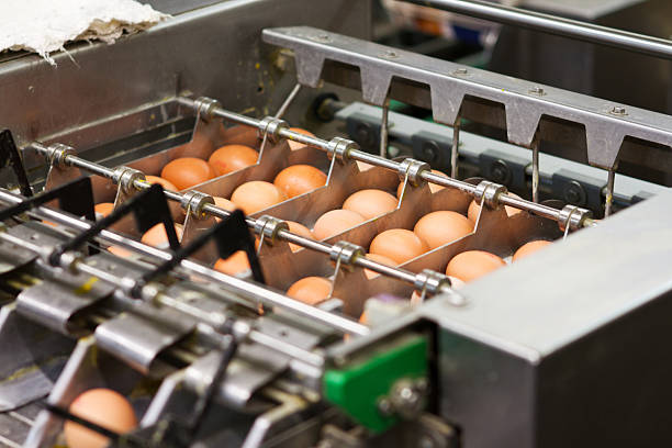 istock Egg factory...production line with fresh eggs 185299215