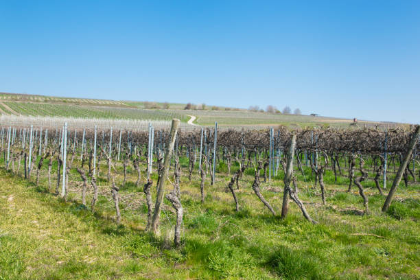istock Vine grapes trees with sun landscape in spring time. 1852992198