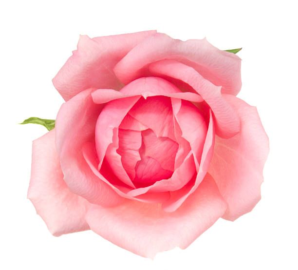rose. - single object flower single flower studio shot стоковые фото и изображения