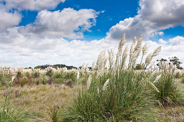 Erva dos Pampas Relva - fotografia de stock