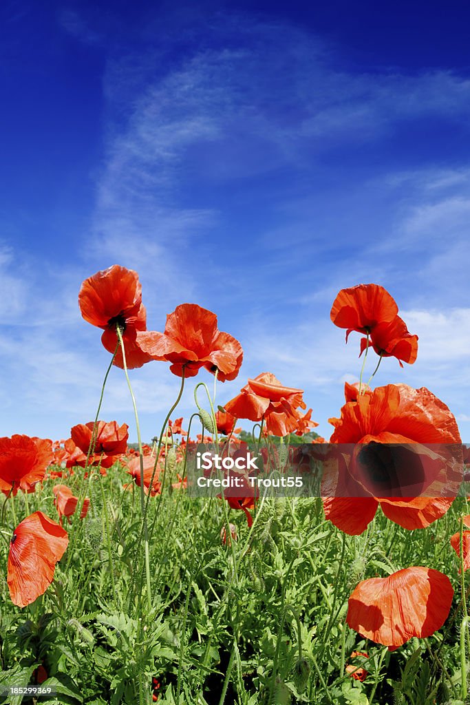 Красный poppies - Стоковые фото Без людей роялти-фри