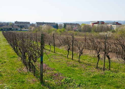 Landscape of vineyard with much empty grapes trees and green gras with flowers in the sun day. Spring nature background.