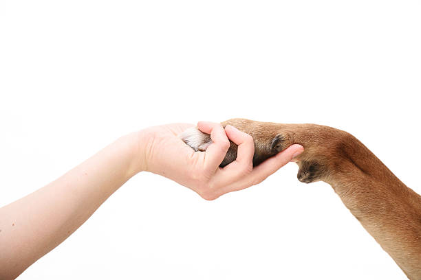 Sign of friendship Human and animal sign of friendship. animal hand stock pictures, royalty-free photos & images