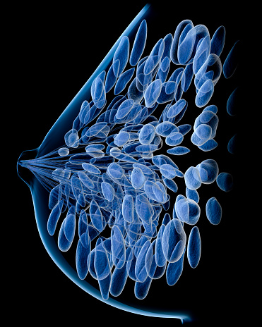 Side view of a healthy female breast. Features body silhouette, lobules and lactiferous ducts. Isolated on black. 