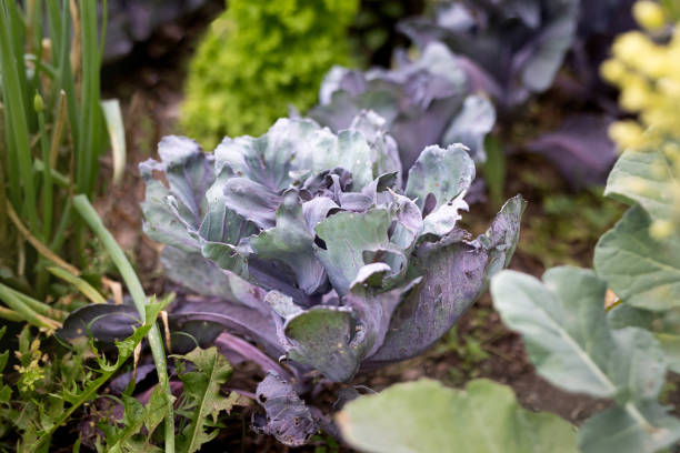 istock Organic community garden 1852998551