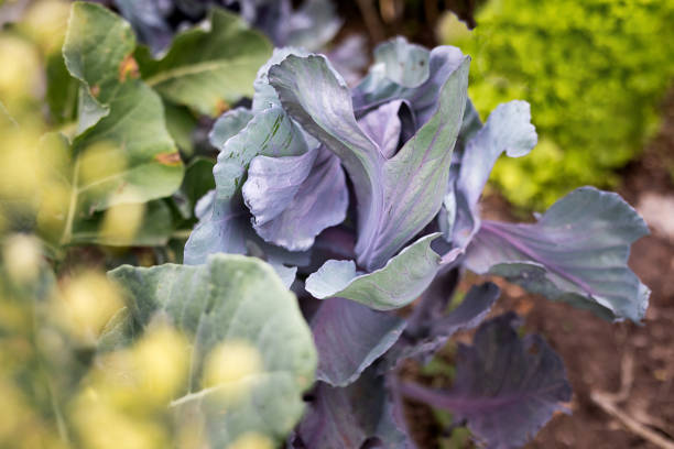 Organic community garden