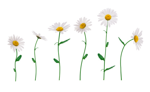 Group of golden daisies isolated on white.