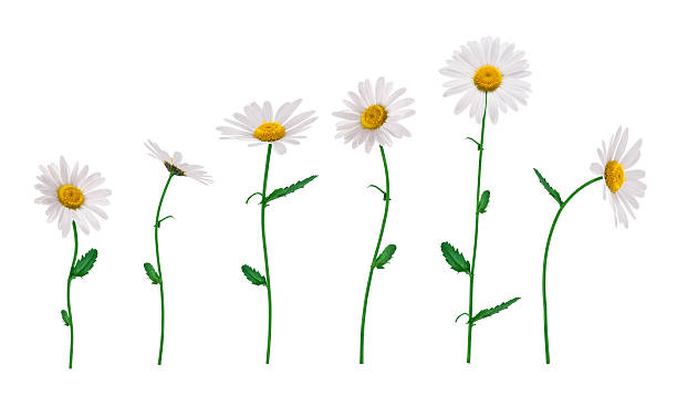 Isolated Flowers Group of golden daisies isolated on white. plant stem stock pictures, royalty-free photos & images