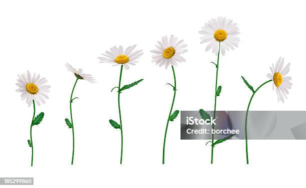 Isolated Flowers Stock Photo - Download Image Now - Daisy, Flower, Cut Out