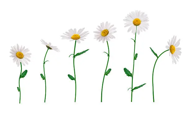Group of golden daisies isolated on white.