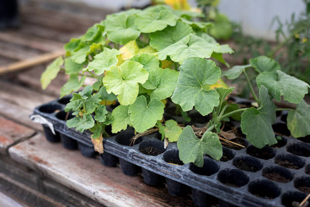 Zucchini plants in plastic trays at organic community garden - Buenos Aires- Argentina