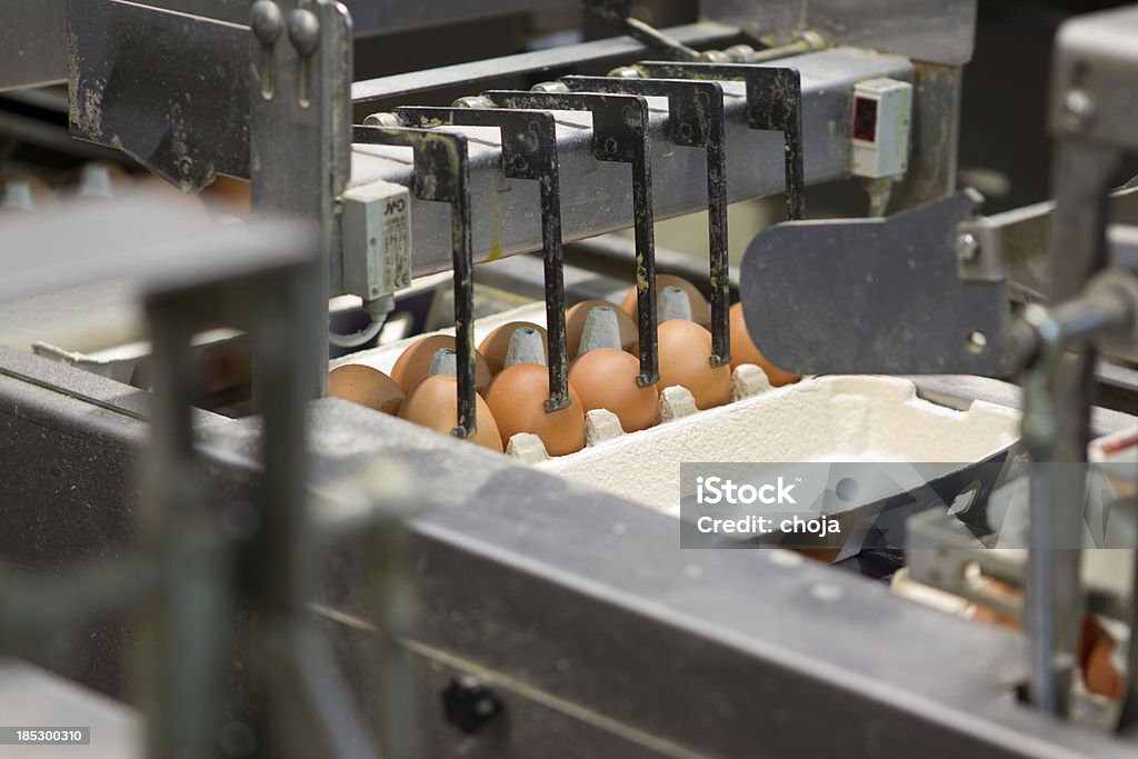 Egg factory.production línea con huevos frescos - Foto de stock de Agricultura libre de derechos