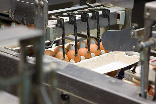 istock Egg factory...production line with fresh eggs 185300310