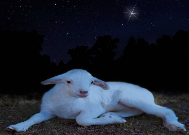 istock Christmas star shining brightly above a white sheep lamp 1853004805