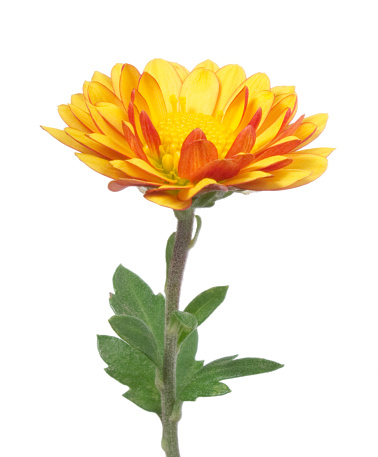 Orange flower on white background