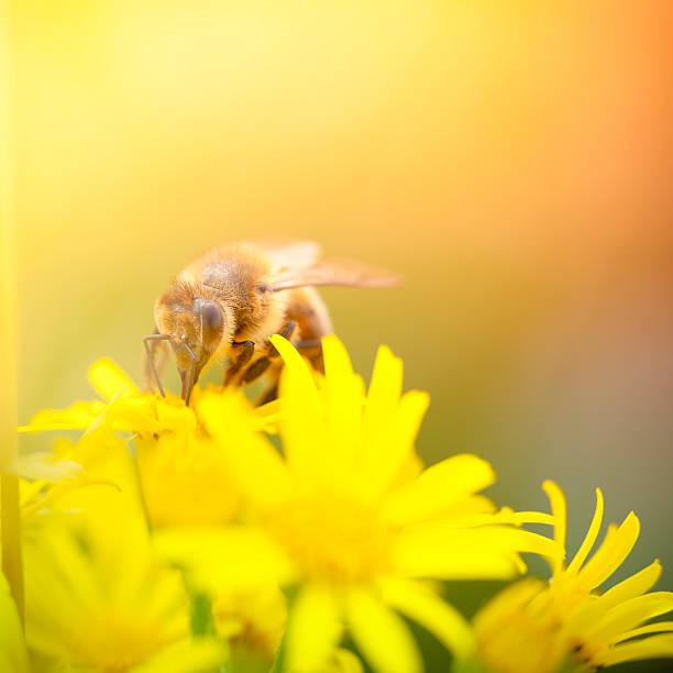 istock Honey Bee pollinating plant in meadow 185300821