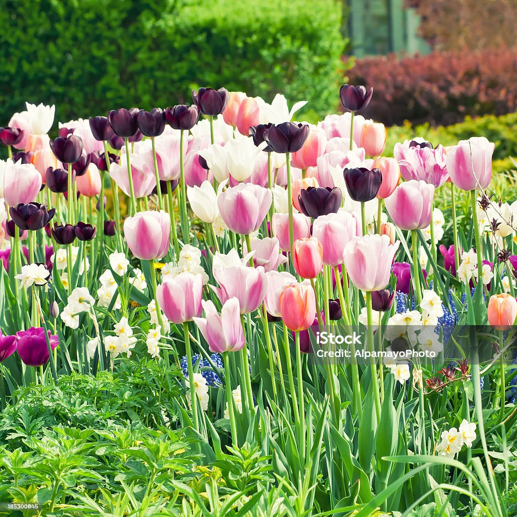 연두빛 정원: 튤립, 붓꽃, muscari 꽃-VI - 로열티 프리 0명 스톡 사진