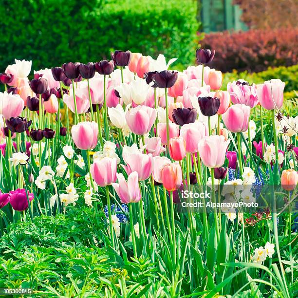 연두빛 정원 튤립 붓꽃 Muscari 꽃vi 0명에 대한 스톡 사진 및 기타 이미지 - 0명, 경외감, 과도