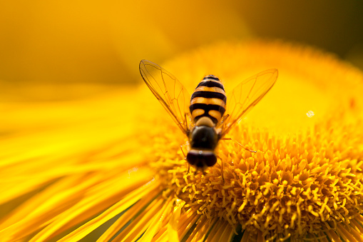 Macro photo of Honey bee collecting honey from Smithia Hirsuta flower which are yellow wild flowers in legume family. Selective focus on the Pollen sac on the leg of Honey bee.